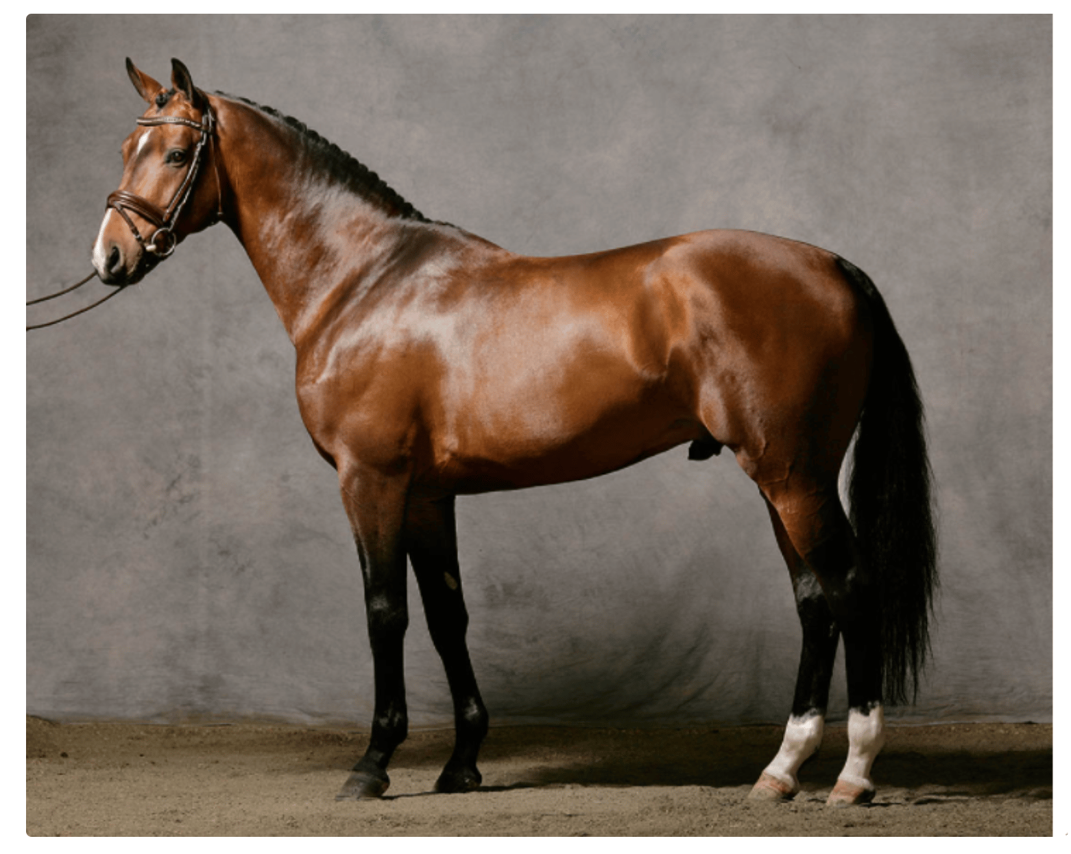 Horse illustration study